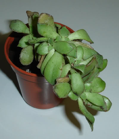aeoniumdecorum03_2008.jpg