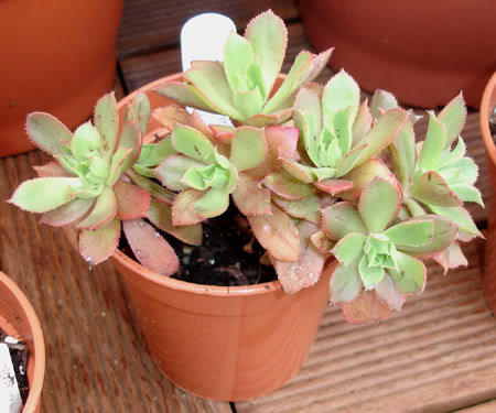 aeoniumdecorum05_2008.jpg