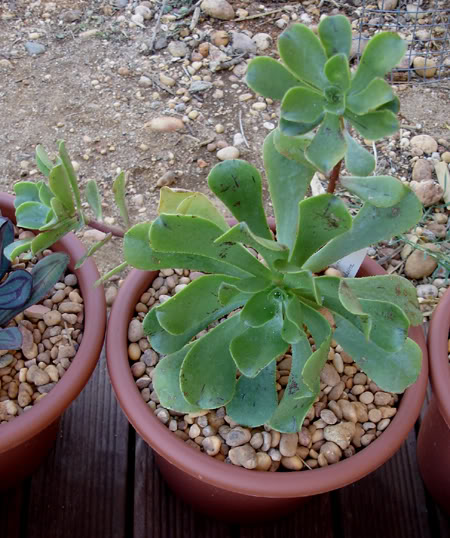 aeoniumglutinosum06_2008-1.jpg