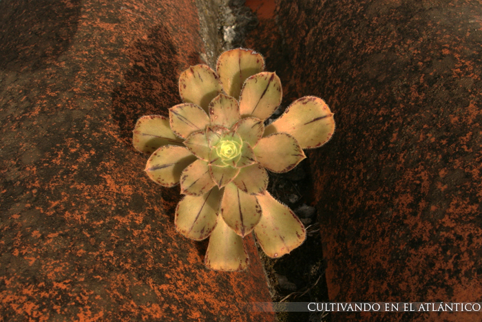 aeoniumholochrysum3.jpg