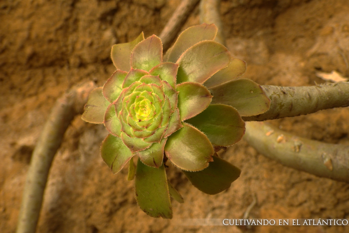 aeoniumholochrysum6.jpg