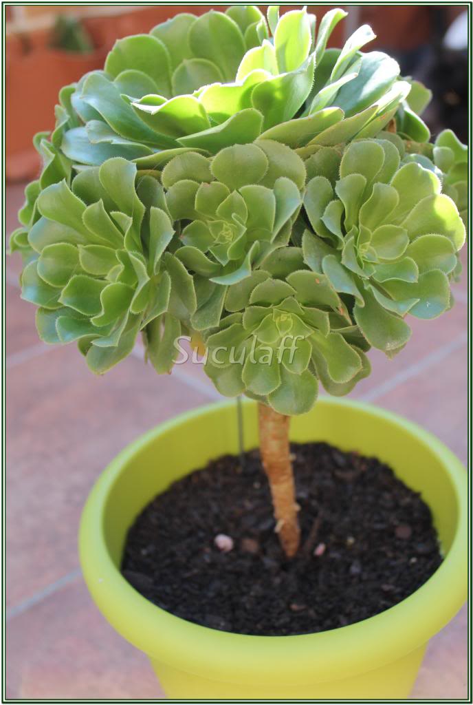 aeoniumirisbouquet-plantadelaire3_zpsfd1454a0.jpg