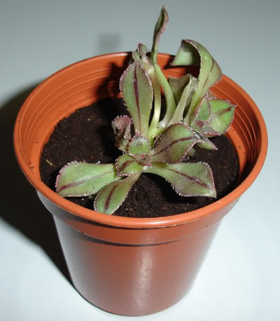 aeoniummascaense03_2008.jpg