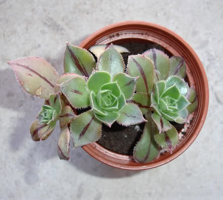 aeoniummascaense05_2008.jpg