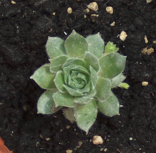 aeoniumpequeo2.jpg