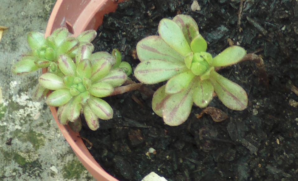 aeoniumpequeos1.jpg