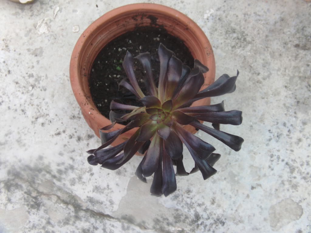 aeoniumraro.jpg