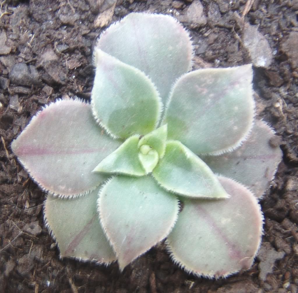aeoniumrayas2.jpg