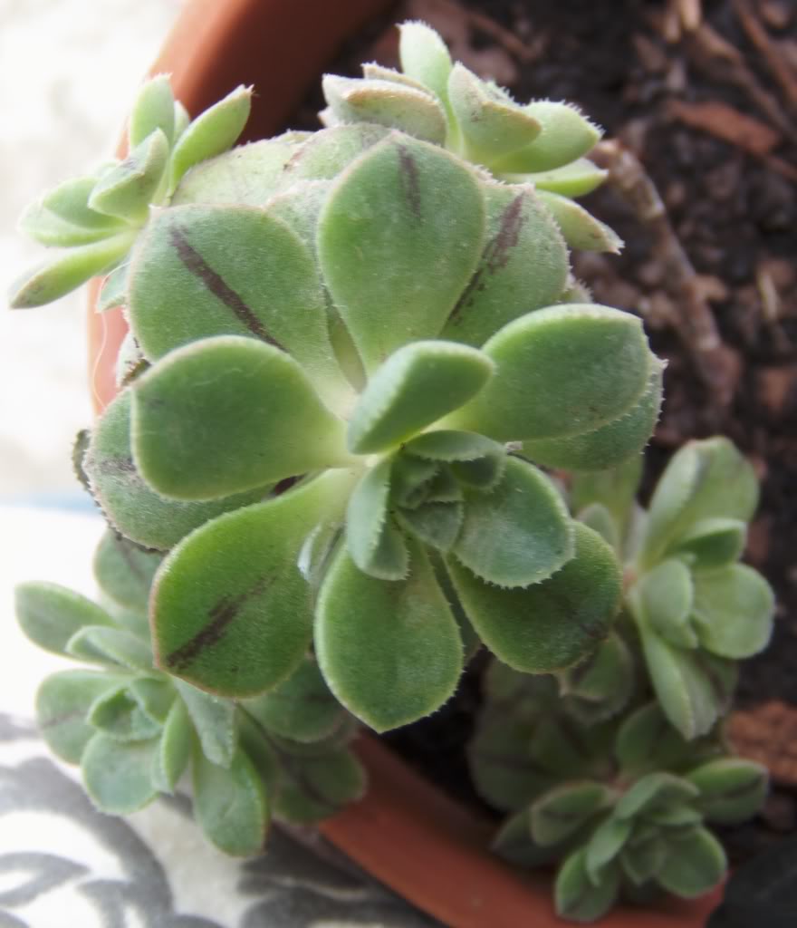 aeoniumrayasnegrasdelda.jpg