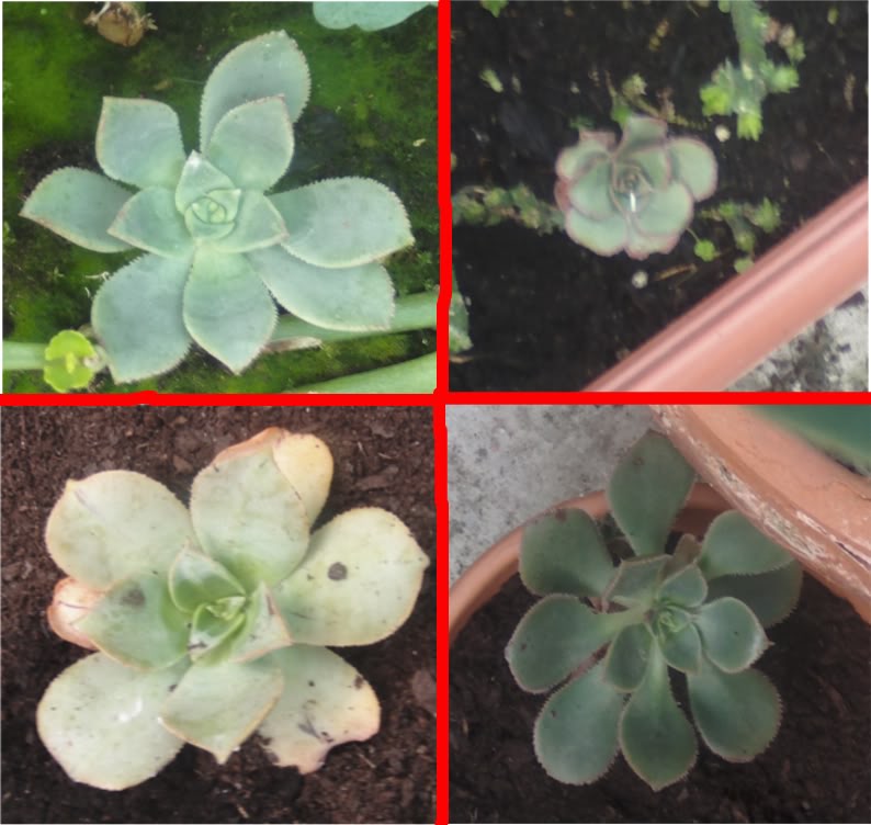 aeoniums2.jpg
