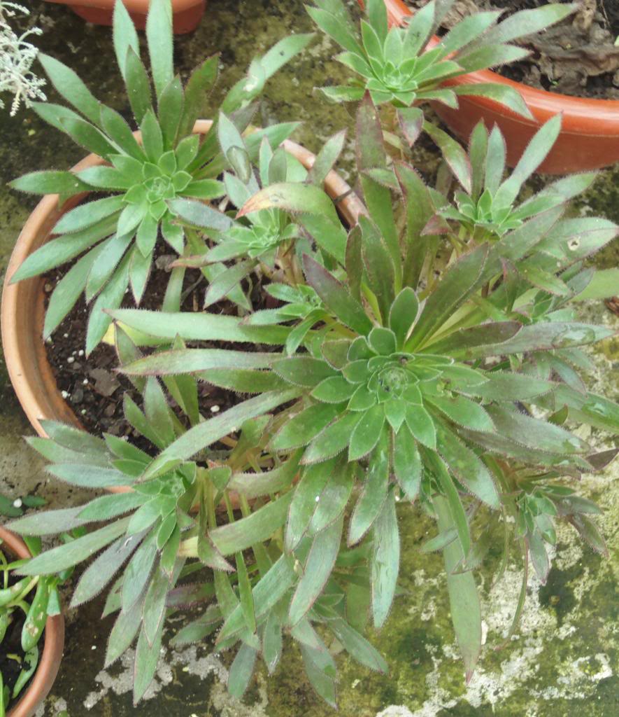 aeoniumsimsiixschwarkoff_zps7924aa20.jpg