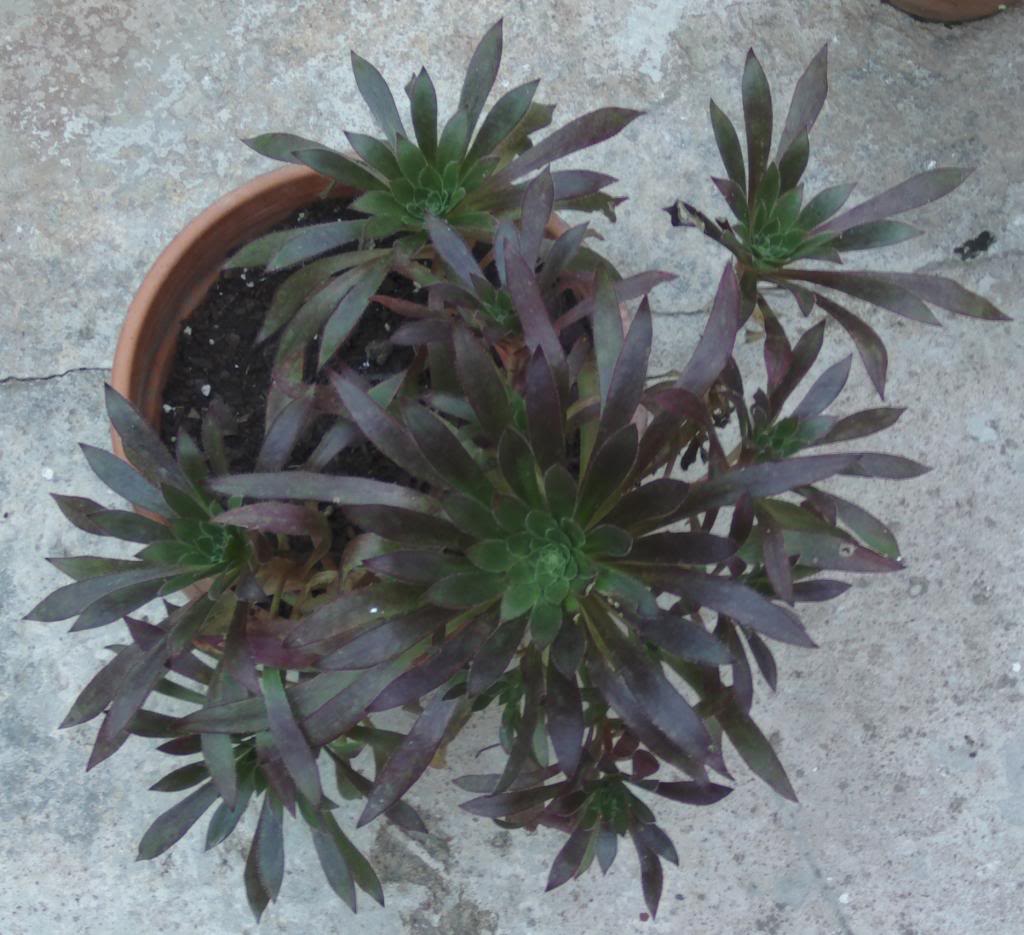 aeoniumsimsiixschwarkoft_zps97792c38.jpg