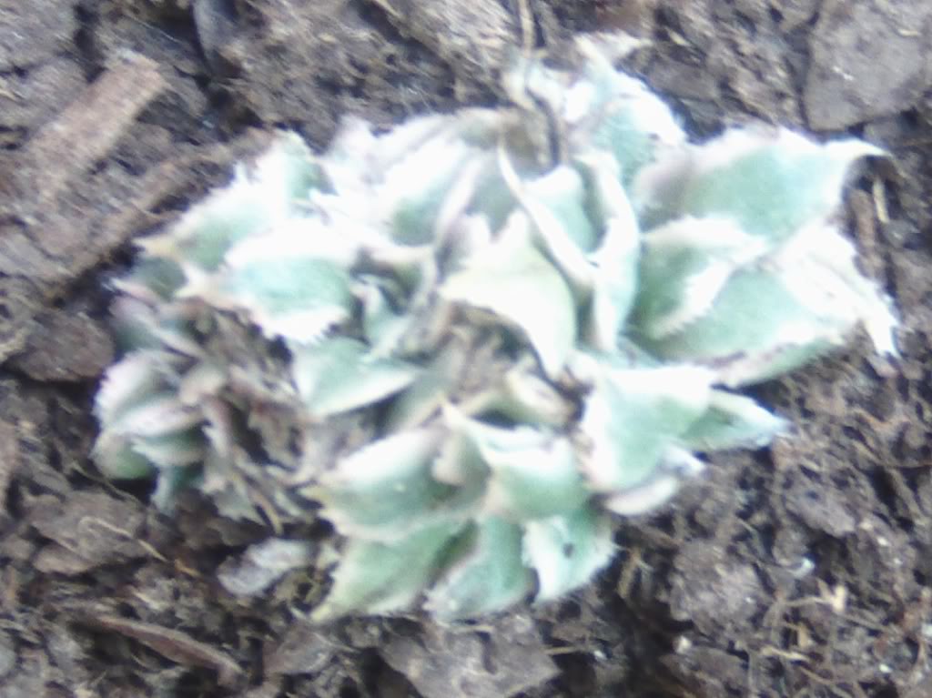 aeoniumsumburstcrestado.jpg