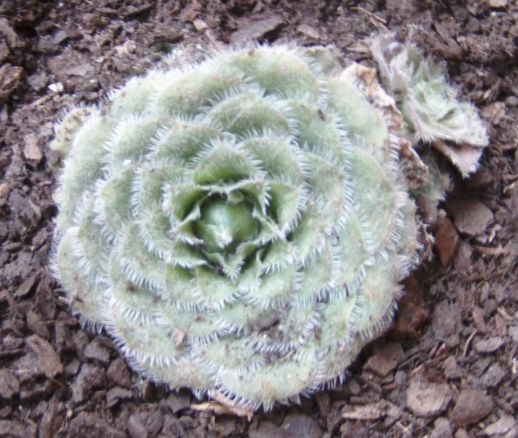 aeoniumtabulaeforme.jpg