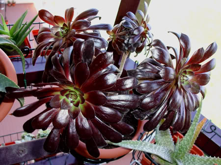 aeoniumzwartkop03_2008b.jpg