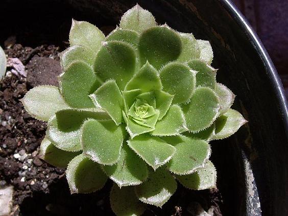 AeoSID070506g.JPG