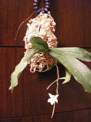 aerangis_mooreana_Small_.JPG