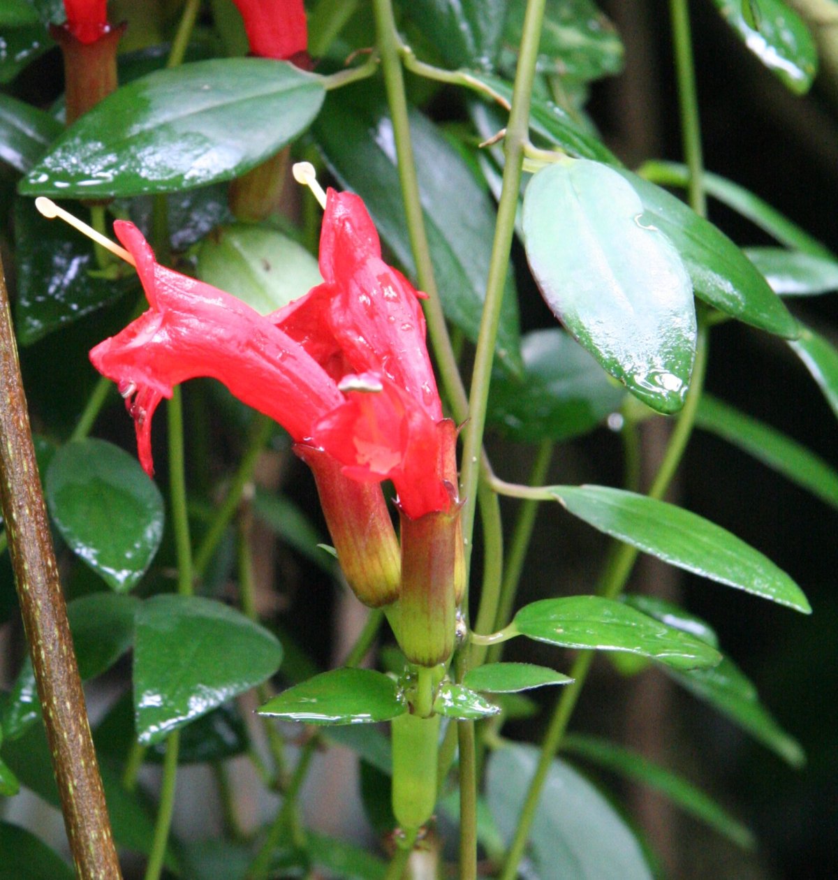 Aeschynanthus_radicans.jpg