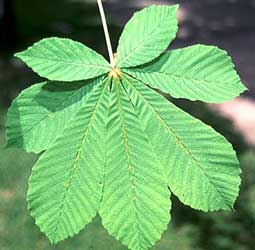 aesculus-hippocastanum-hoja.jpg