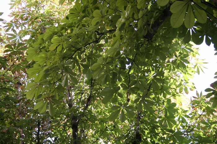 aesculus_hippocastanum.JPG