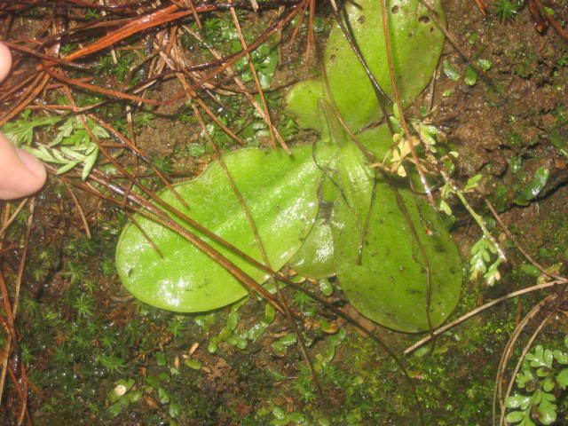 Afbeelding_465.jpg