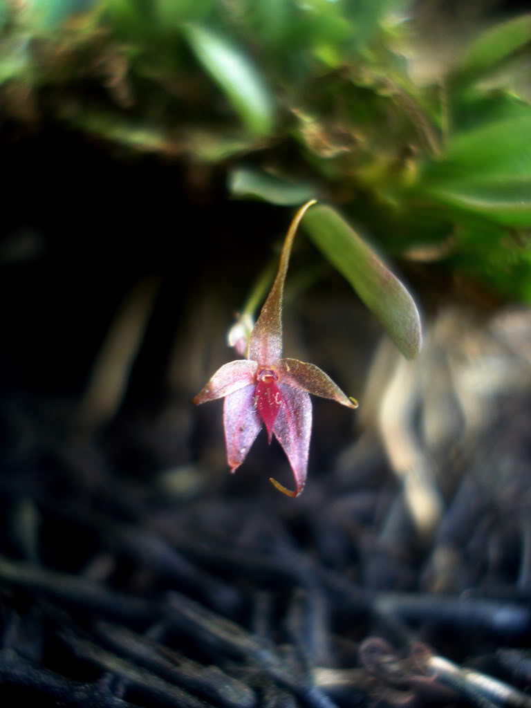 affcaudisepala.jpg