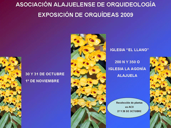 aFICHE-ALAJUELA-A.gif