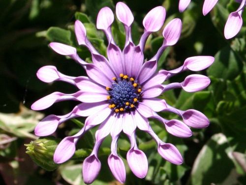 african-daisy.jpg