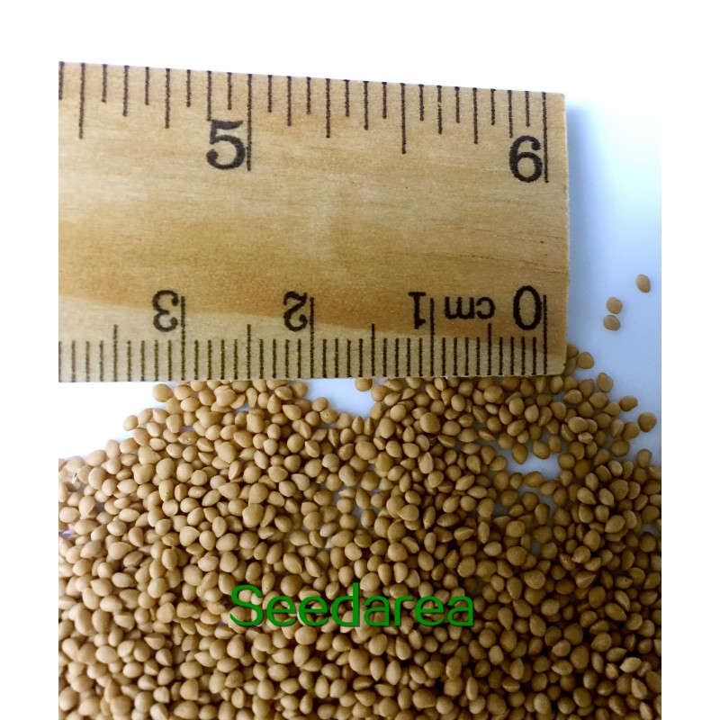 african-fig-tree-ficus-carica-seeds.jpg