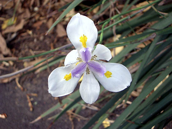 African iris, fortnight lily or morea iris - Dietes iridioides - (Iridaceae).jpg