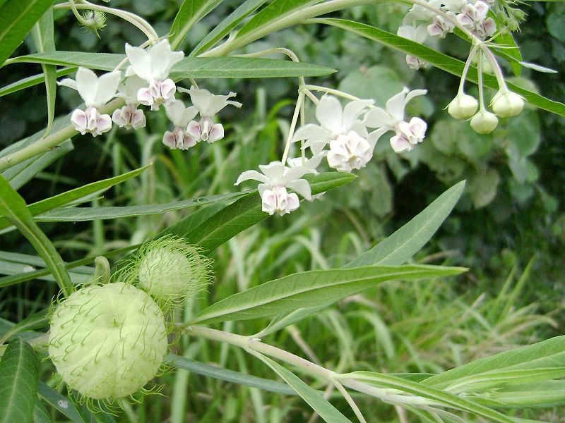 african-swan-plant.jpg