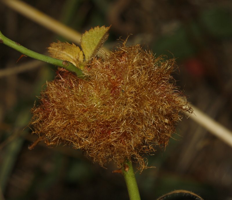 Agalla_5245.jpg