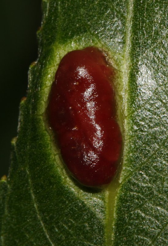 agalla_6299.jpg