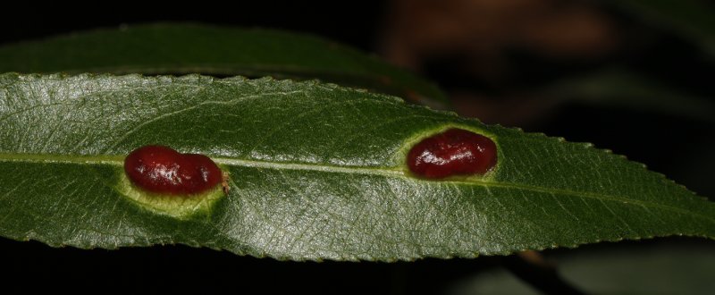agalla_6300.jpg