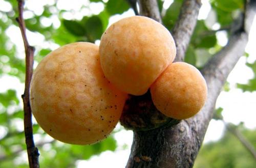 agallas_en_arbol_patagonico.jpg