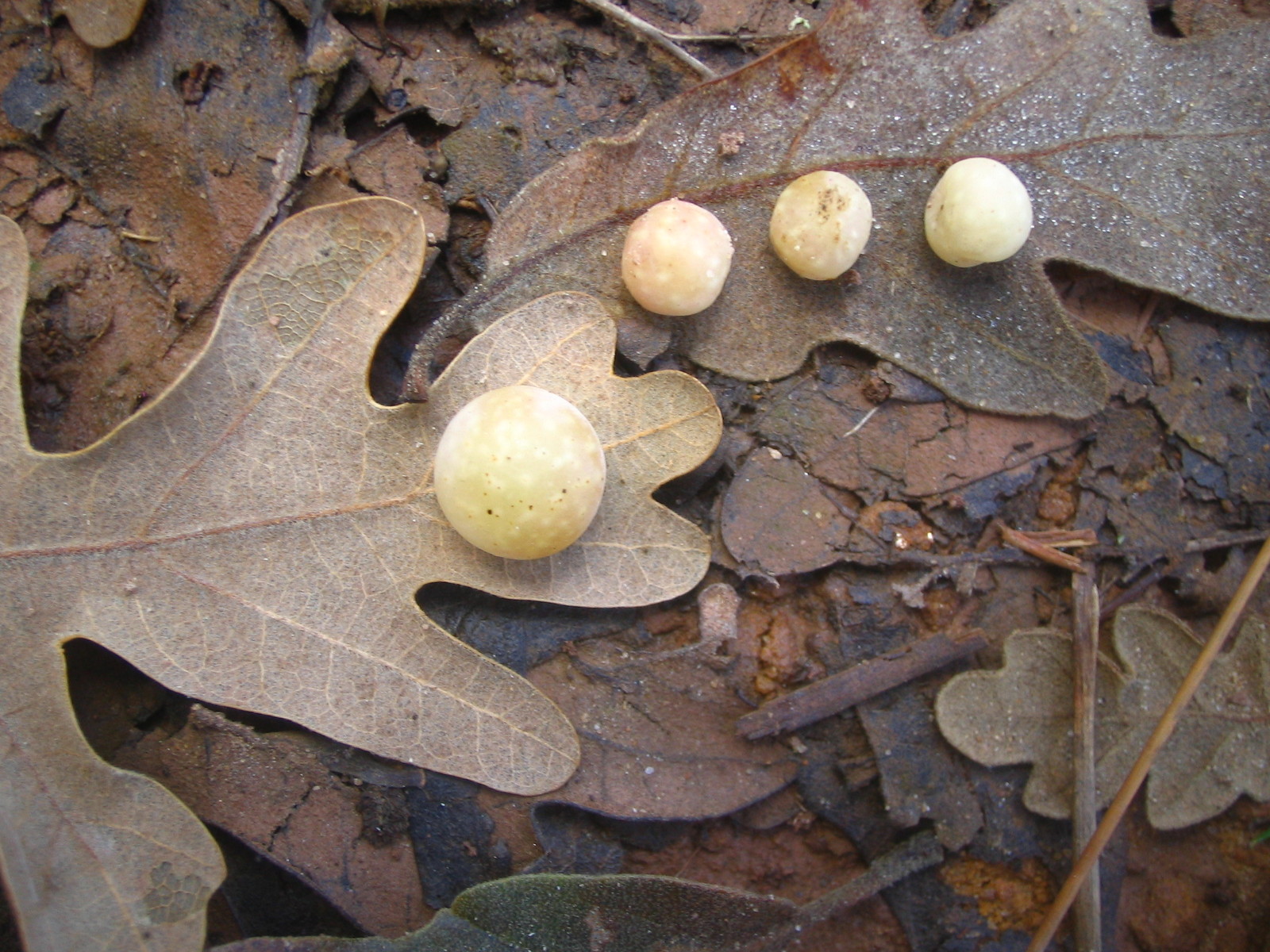 Agallas_en_hoja_de_roble.jpg