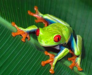 agalychnis.jpg