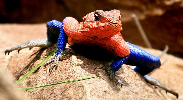 Agama+mwanzae+Lagarto+Spiderman.jpg