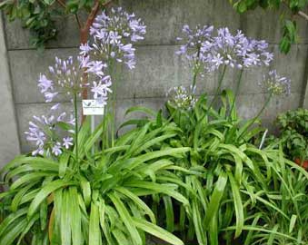agapanthus-africanus.jpg