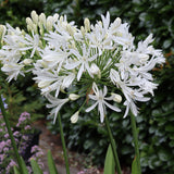 agapanthus-albiflora-0_compact_cropped.jpg