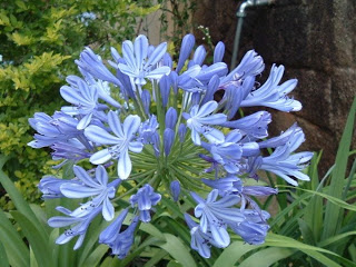 Agapanthus_africanus.jpg