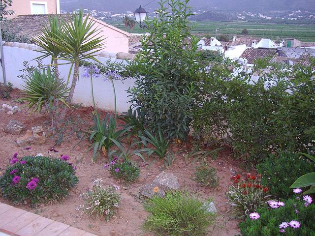 agapantos.JPG
