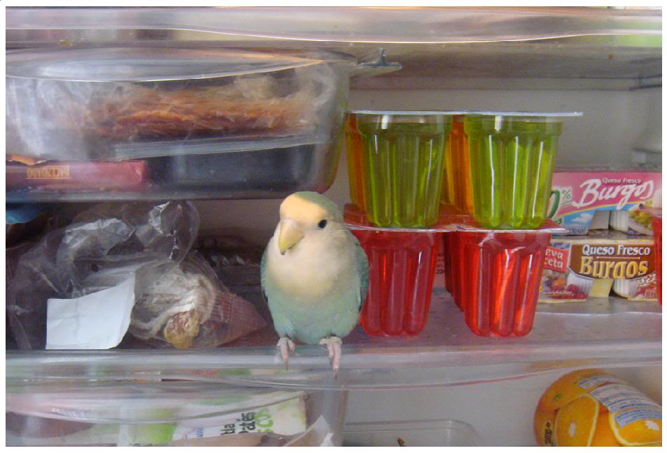 agapitapollito2.jpg