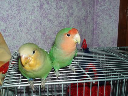 agapornis%20ancestrales.jpg