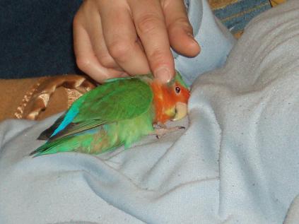 agapornis%20cara%20roja.jpg