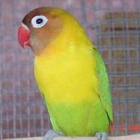 agapornis%20personata%20verde%20pastel.JPG