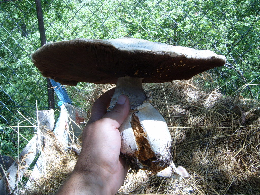 agaricus1.jpg