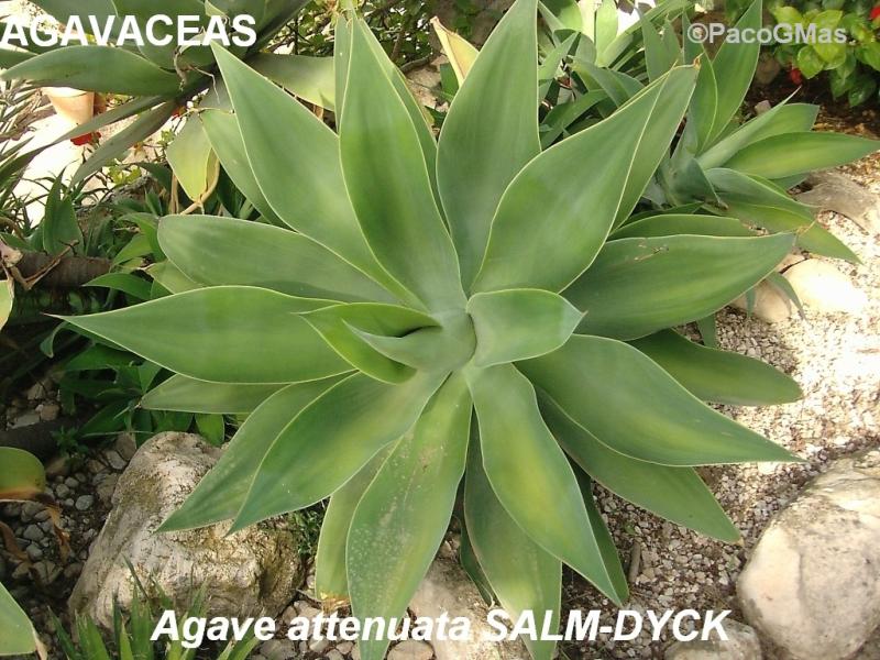 AGAV.Agave.attenuata.02893.jpg