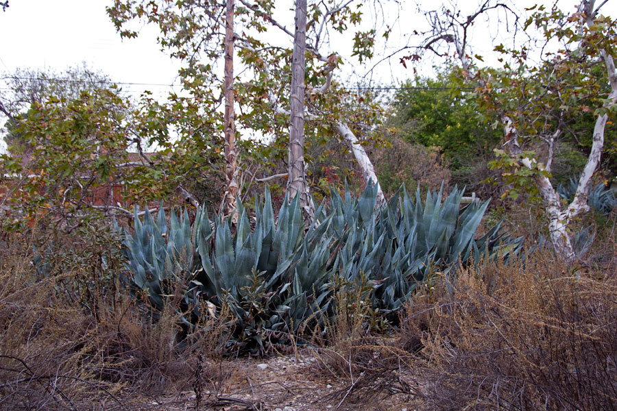 agave-111513-0006.jpg