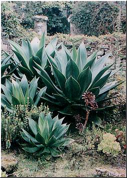 agave%20celsii.jpg